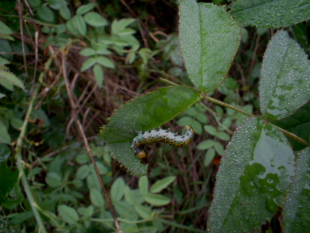 Arge rosae o Arge pagana? Arge ochropus (ex Arge rosae)